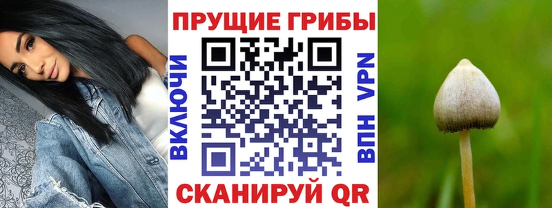 Купить где  Сегежа  Галлюциногенные грибы Psilocybe 